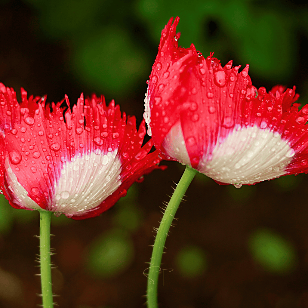 Danish Flag Poppy – 100 Seeds
