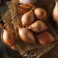 Davidor Shallot– 50 Seeds