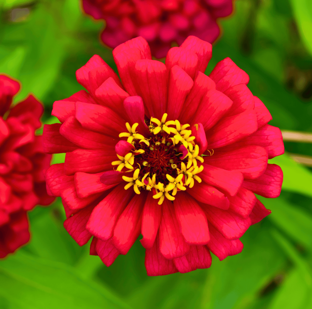 Meteor Zinnia – 100 Seeds